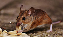 24 Hour & Emergency Exterminators in Middleburg, VA